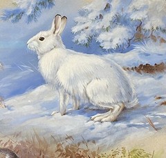 Orig Wildlife Art Painting Snowshoe Hare Seasonal Change by Walter Weber, Signed