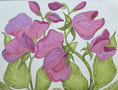 PAINTING WATERCOLOR FLOWER SWEET PEA VIOLET PURPLE MAROON 11X14 DOUBLE MAT 16X20