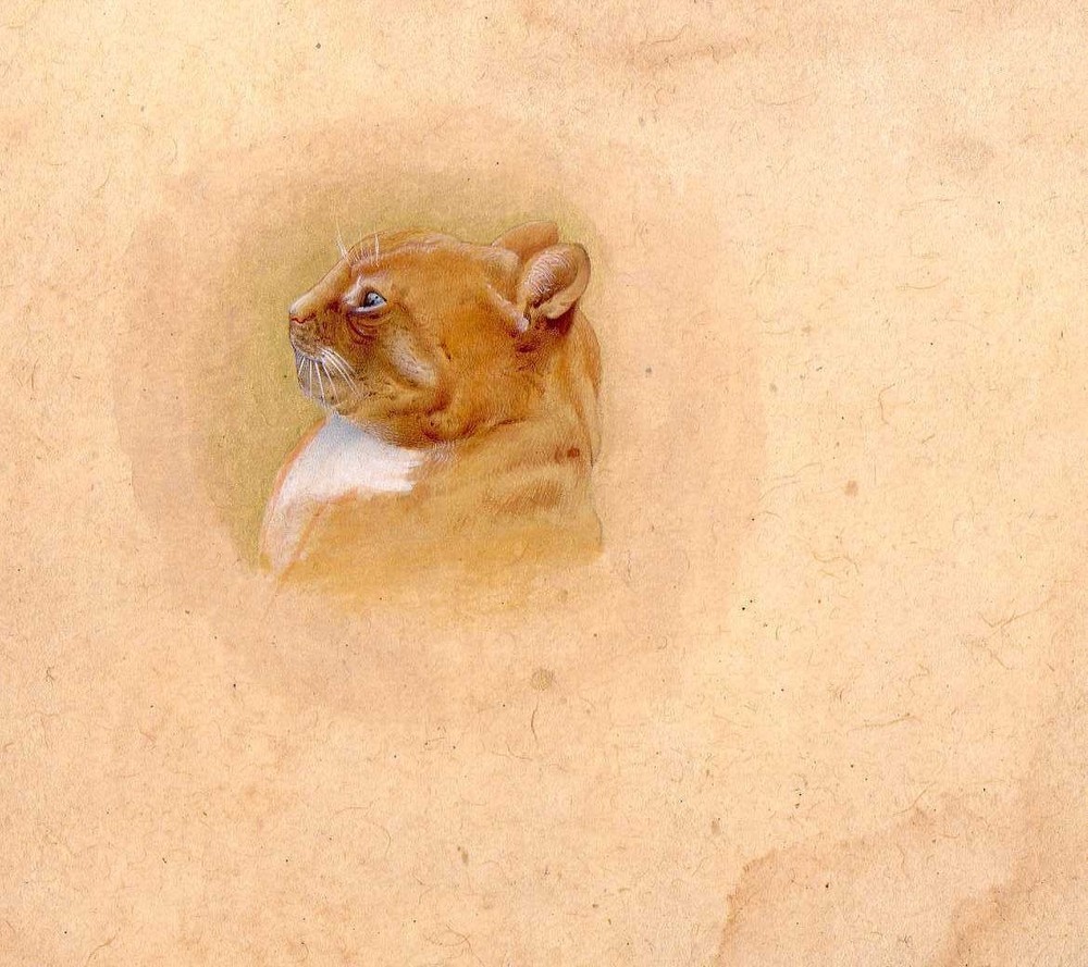Indian Painting Of Panther Hand Miniature Animal Art & Real Gold 5.5×6.5 Inches