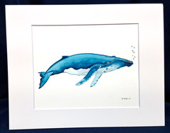 Humpback Whale Original watercolor 8″x10″ in 11×14″ acid free Matt