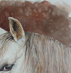 ORIGINAL Watercolor Painting “ White Horse “ 8″ X 11″