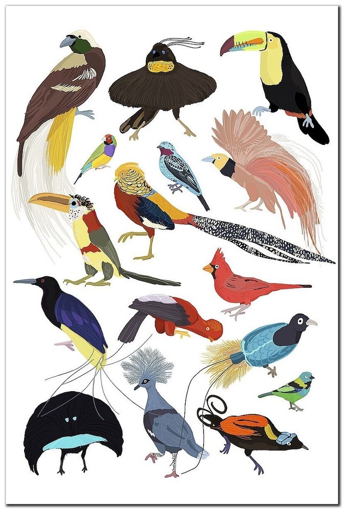 Birds of Paradise by Hanna Melin Gallery-Wrap Canvas Giclee Art (24 in x 16 in)