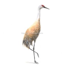 Sandhill Crane 03 – 8″x10″ Giclee Print of Hand-Painted Watercolor, Unframed