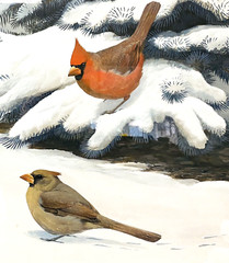Original Bird Art Painting Cardinals by Robert Verity Clem, Signed, 1956, Framed