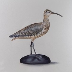 Roy Legaux Sr. Original Watercolor Painting Whimbrel Shorebird 22.5″x30″ VGC