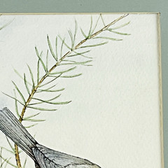 Black-Capped Chickadee Framed Green Mat Artist Signed Kate Davis 93 Gallery Wall