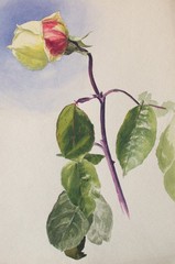 Fritz Berger Flower Study Watercolor Roses Flinzer Art Nouveau Unsigned c.1908