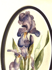 Original Art, Iris Watercolour Painting by Lyle, In Purple Frame 10″x 6 3/4″