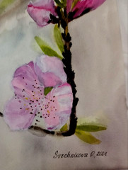 original watercolor painting gorgeous pink flowers blossom branch in bokeh style