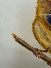 Original Bird Painting Drawing Wall Art Blue Yellow Birds Kingfisher