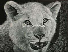 White Tiger Cub as Cute as They Come! -Reg Board 8.5″x11″ Scratch Signed