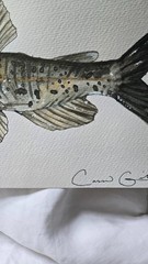 Catfish | Original Watercolor Painting | 8inx5.5in