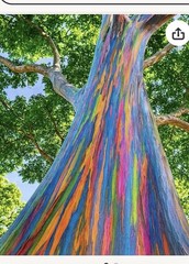 Abstract Acrylic Painting 20 by 24 Inches rainbow tree bark eucalyptus tree ￼