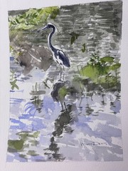Gr Blue Heron/ Delray Bch, FL / 9″ x 12″ / orig. w/c / Mimi Davis, Artist