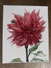 Original Water Color Print 8×10 Dahlia Flower Painting