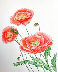 Red Poppy Flower Watercolor Original Painting