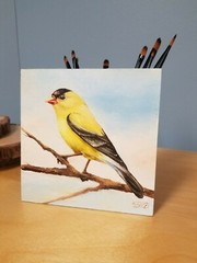 Goldfinch. Original oil painting Backyard bird art. 6×6. Magnetic canvas board.