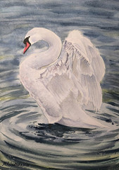BIRDS SNOWY WHITE SWAN Original Arts Painting Landscape National Park CA LOVE A4