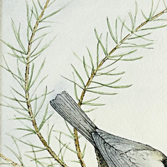Black-Capped Chickadee Framed Green Mat Artist Signed Kate Davis 93 Gallery Wall