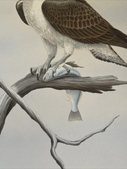 Dave Chapple Painting Bird Fish Realistic Original Large Famous Vintage Listed