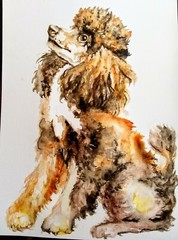 Dog art Original Watercolor painting,Phantom poodle,puppy,pet lover unique gift