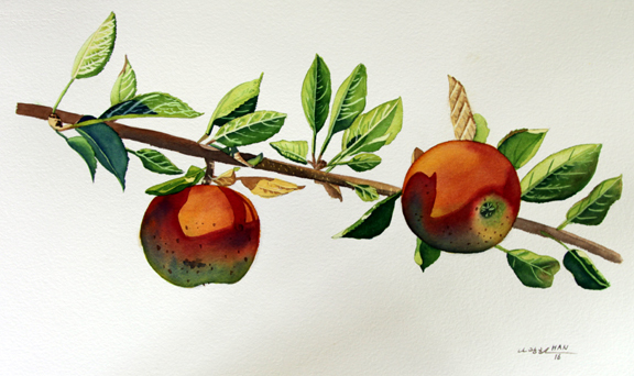 Red Apple 2, Fruit, Original Watercolor Painting, Signed, Art, 30×19 inches