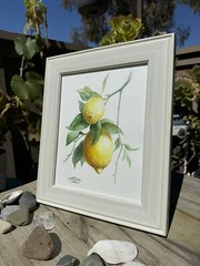 Watercolour Lemon Tree. Botanical Illustration