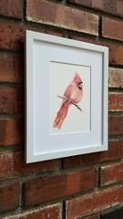Red Cardinal. Print of an original watercolor painting. 5×7″with white mat 8×10″