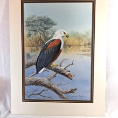 Original Graeme Arnott African Fish Eagle Watercolor Painting Signed