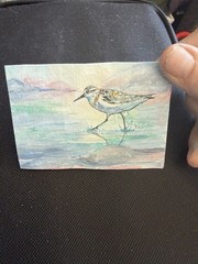 ACEO “Walking On Water” Sandpiper Multi-Media By Sheila Lofgreen