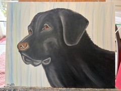 Original oil painting 11 x 14 inches handsome black Labrador retriever dog