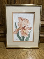Original Watercolor Painting of Peach Iris Signed Faye Lynn Scott 8 x 10 Inches