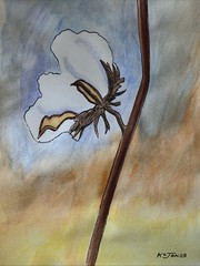 LOUISIANA COTTON BOLL Impressionist Painting K C Jones Farmhouse Southern Art