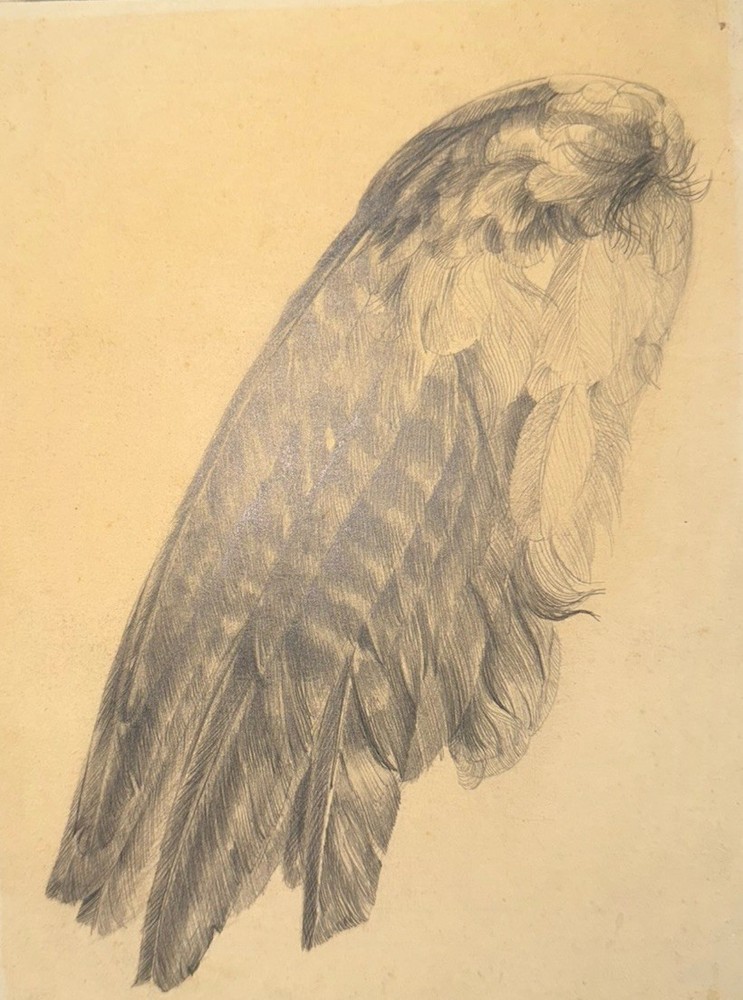 Mid Century Modern Drawing Feathers Obsieger Class 1957 Postenrieder Erich