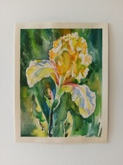 Yellow Iris Flower Watercolor Painting Still Life Irises Floral Wall Art 8“/6“