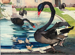 Black „Swans and Signets“-17 3/4 x 23 1/4 Watercolor Painting-1939-Clara Stroud