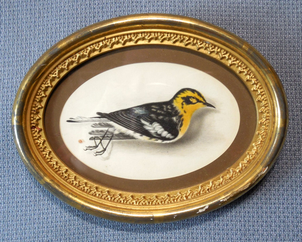 Orig. 1835 Watercolor Painting Signed M. Thompson Antique Miniature Framed Bird