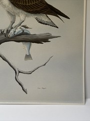 Dave Chapple Painting Bird Fish Realistic Original Large Famous Vintage Listed