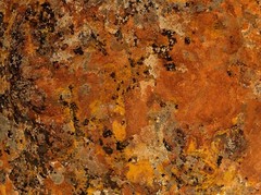 Lichens on Rock 10 – Digital Inkjet Photo Print – 9″ x 12″ with border