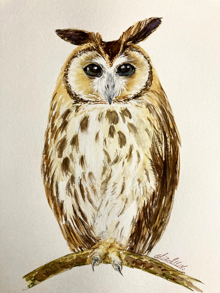 Owl Bird Wildlife Nature Watercolor Original Painting