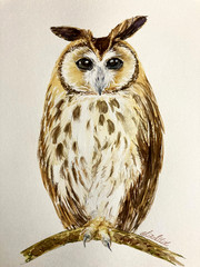 Owl Bird Wildlife Nature Watercolor Original Painting