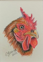 Original Mini Pastel Drawing „Rhode Island Red“ by Artist Roby Baer PSA