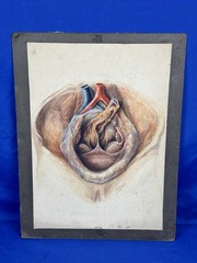 C.1900 Human Heart Watercolor, Anatomy Artist Edwin F. Faber (1866-1939) Phila.