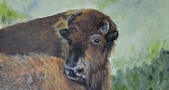 Original Expressive 9 x 12 Bison and Yearling Acrylic on Canvas Painting