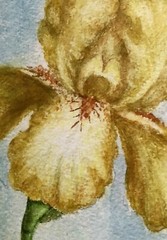 Artist NELLY DEACHMAN Original IRIS Watercolor Painting x2 ORANGE & YELLOW PAIR