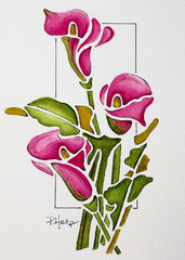 ORIGINAL Watercolor Painting –Pink Calla Lily Botanical Art by PHarp Watercolors