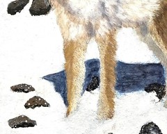 Coyote, Dogs, Wild Dogs, Fox, Wolves