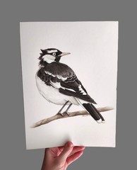Original Watercolour Magpie Lark Peewee Painting 21cm x 28.5cm