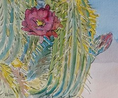 Vivid Desert Blooming Cactus Watercolor & Ink RAMfish Artist 8 1/4″ X 8 3/4″