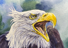 Watercolor Painting Bald Eagle ACEO Art No.111
